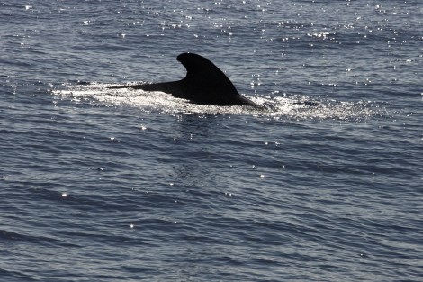 Wir nähern uns den ersten Waalen