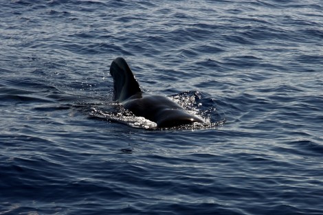 Und zwei Tage später sehen wir große Waale