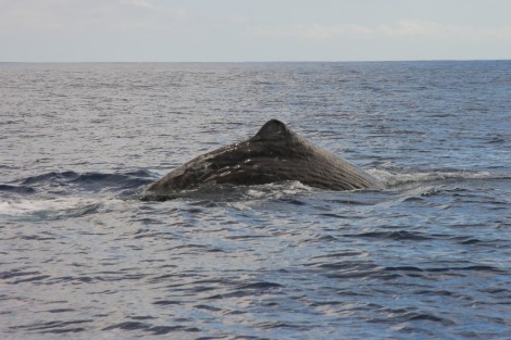 und jetzt taucht er ab