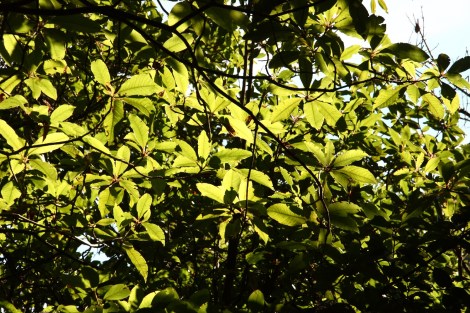 Ist das ein Loorbeerbaum? 