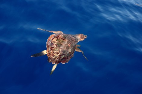 Ein Süppchen? Lieber doch nicht...