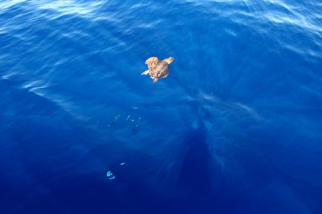 Und wir treffen eine Wasserschildkröte