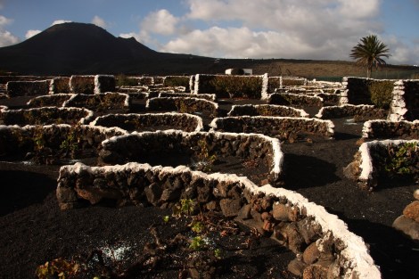 Karger Weinanbau im Schutz alter Mauern