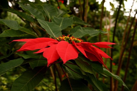 die hier einfach so wachsen (nicht im Blumentopf)