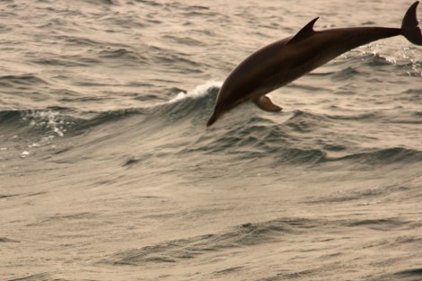 Delphine spielen mit uns und