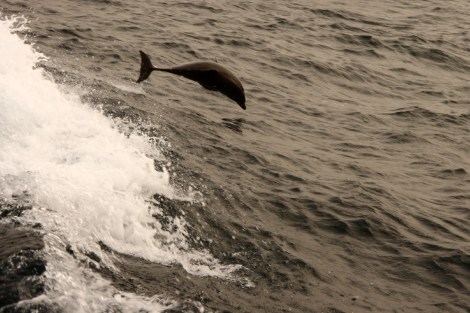 aus den Wellen heraus entgegen