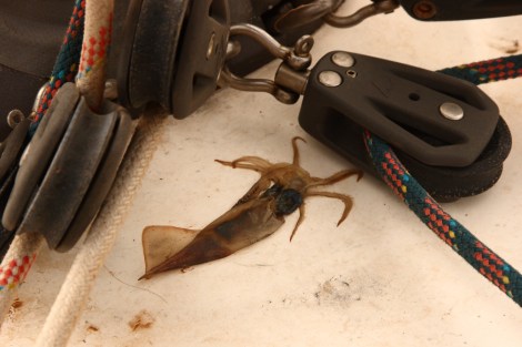 Ein Tintenfisch, den wir zu spät finden