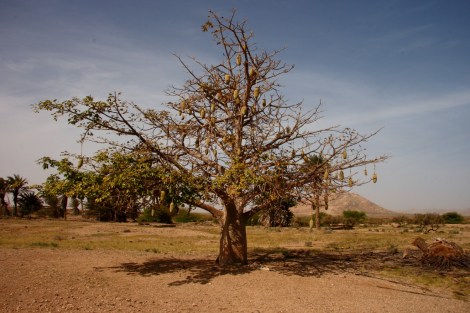 Solch einen Baum habe ich noch nie gesehen. Wer weiß, was für einer das ist?