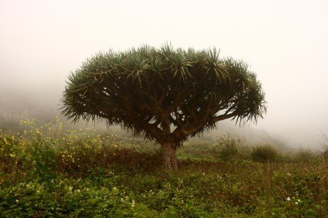 Ein Drachenbaum im Nebel