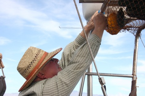 Thomas M. versorgt die Früchte