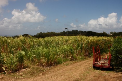 Zuckerrohrplantage
