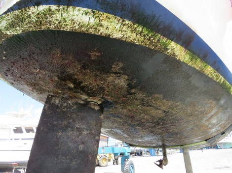 Ein neues Antifouling muss dringend aufgetragen werden