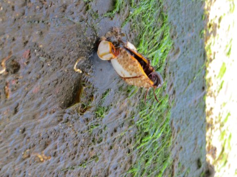 Entenmuscheln nicht in der Suppe, sondern am Rumpf