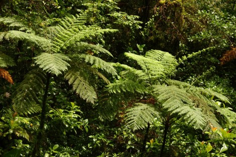 Martinique Dominica 148