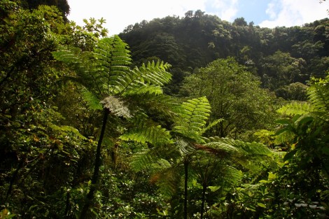 Martinique Dominica 160
