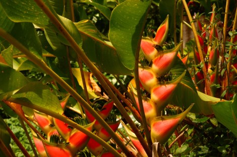 Martinique Dominica 166