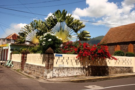 Die Palme heißt der Baum der Reisenden "Ravenala madagascariensis"