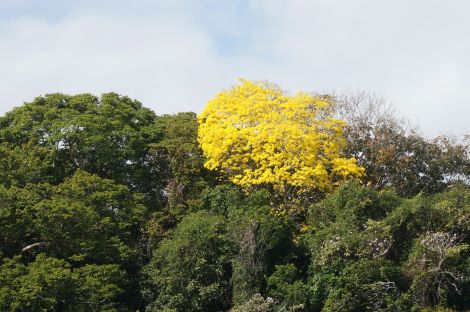 Blühende Bäume am Panamakanal