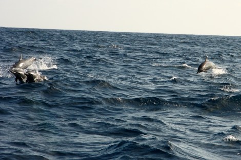Delfine begleiten uns wieder