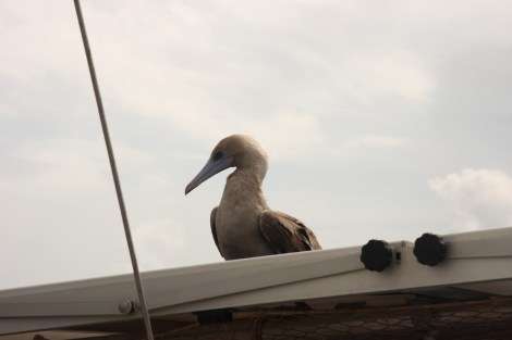 Er darf hier nicht bleiben und wird von der PV-Anlage verscheucht