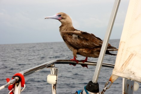 Unser "Rotfußtölpel ?"