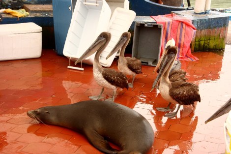 Auf dem Fischmarkt in Puerto Ayora