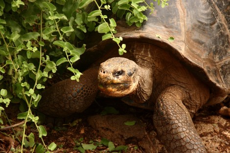 Riesenschildkröte in der Darwinstation