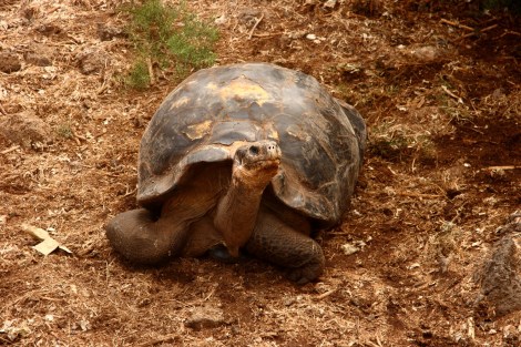 Galapagos 027