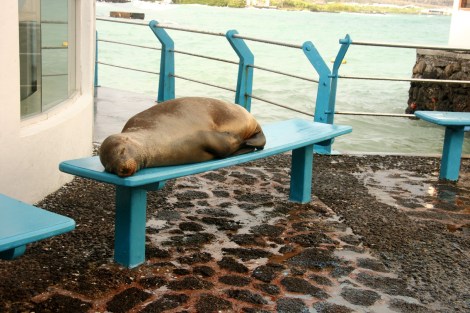 Ein Seelöwe macht ein Nickerchen vor der Banco del Pacifico