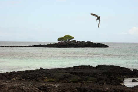 Hier stürzt er sich ins Wasser, um einen Fisch zu fangen