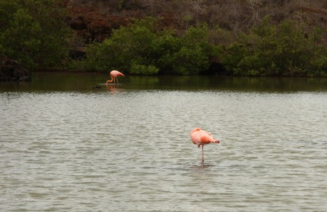 Flamingos schlafen auf einem Bein, nicht nur in Galapagos