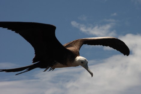 Ein weiblicher Fregattvogel