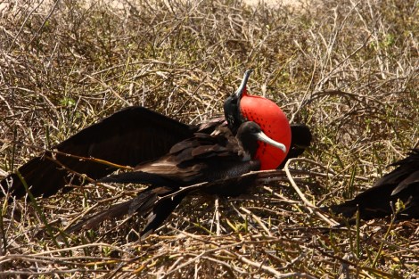 Das Balzverhalten der männlichen Fregattvögel