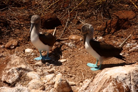 Balztanz vor dem Weibchen