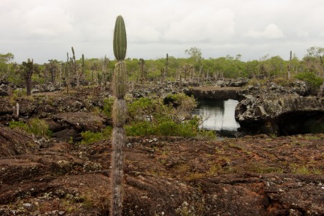 The Tunnels vor Isla Isabela