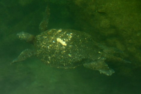 Wir schwimmen mit Wasserschildkröten