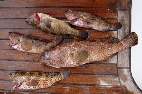 Der Fischfang vom Außenriff