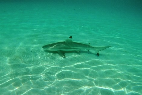 Wir beobachten Riffhaie und Rochen beim Schnorcheln