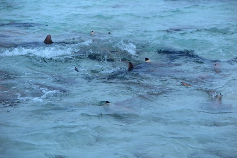 Riffhaie im flachen Wasser nach dem Füttern mit Fischabfällen