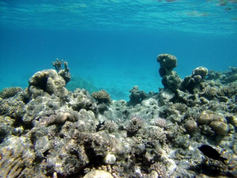 Herrliche Unterwasserwelt mit Korallen