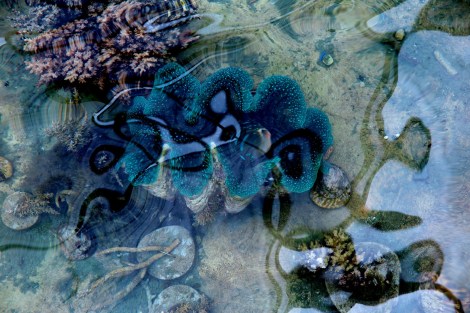 Riesenmuscheln werden über einen Meter groß