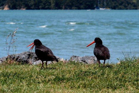 Die Vögel sind weder Tui noch Kiwi sondern?