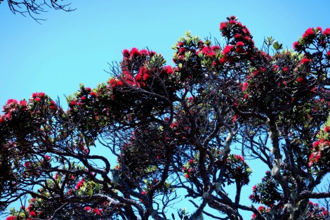 Die Neuseeländer nennen in Chrismas Tree, da er zu Weihnachten seine roten Schmuck trägt