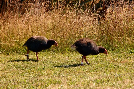 Takahe