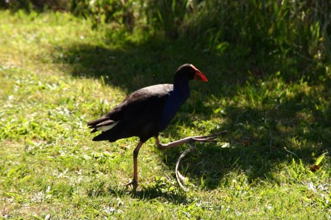 Pukeko