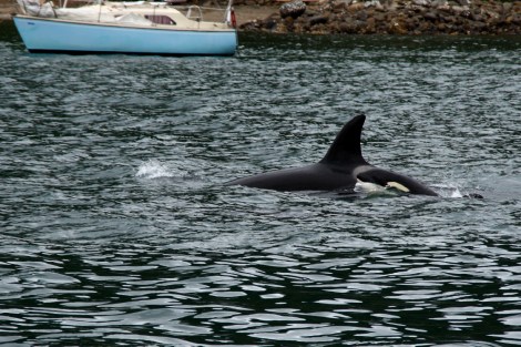 Direkt neben den Yachten schwimmen unsere Freunde, uns ist das Wasser zu kalt