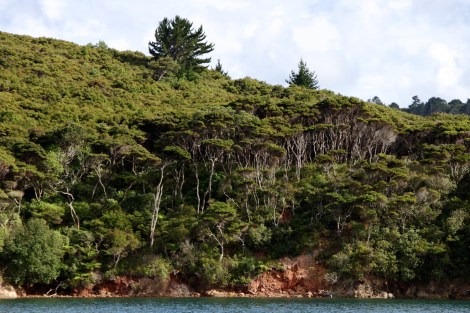 Kawau 022Great Barrier