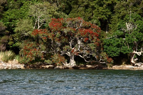 Kawau 034Great Barrier