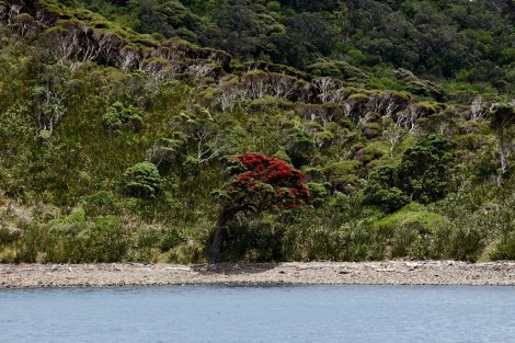Kawau 072Great Barrier