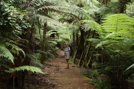 Kawau 102Great Barrier